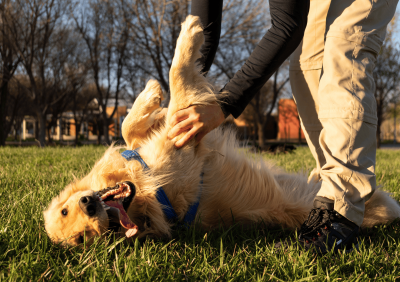 jeux-chien-heureux-labrador-golden-retriever-sebastien-cornet-calvados-falaise-ifs-mondeville