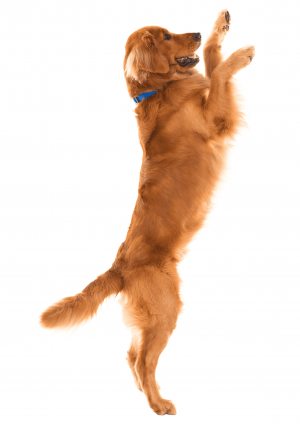 sebastien-cornet-eduction-golden-retriever-ordre-debout