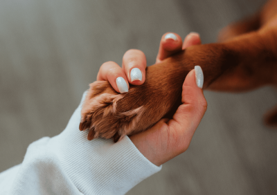 sebastien-cornet-sebeduc-education-positive-caen-calvados