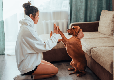 sebastien-cornet-sebeduc-ordre-base-chien-assis-caen